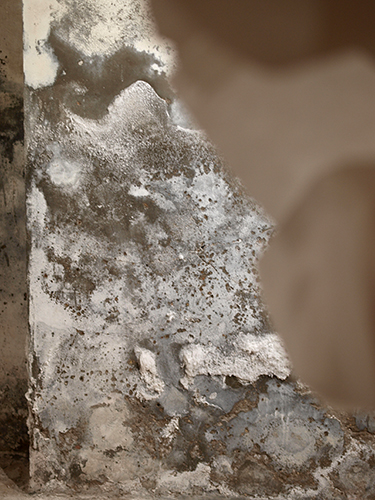 Sous les monstres, la fleur, installation, Le Fil Rouge, Roubaix, 2015